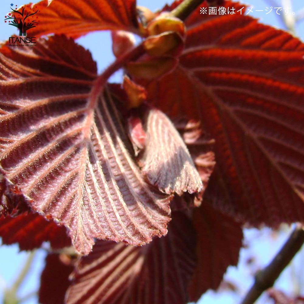 ヘーゼルナッツの苗木 ロードゼラヌート【果樹の苗木 13.5cmポット 2年生 挿し木苗／1個売り】