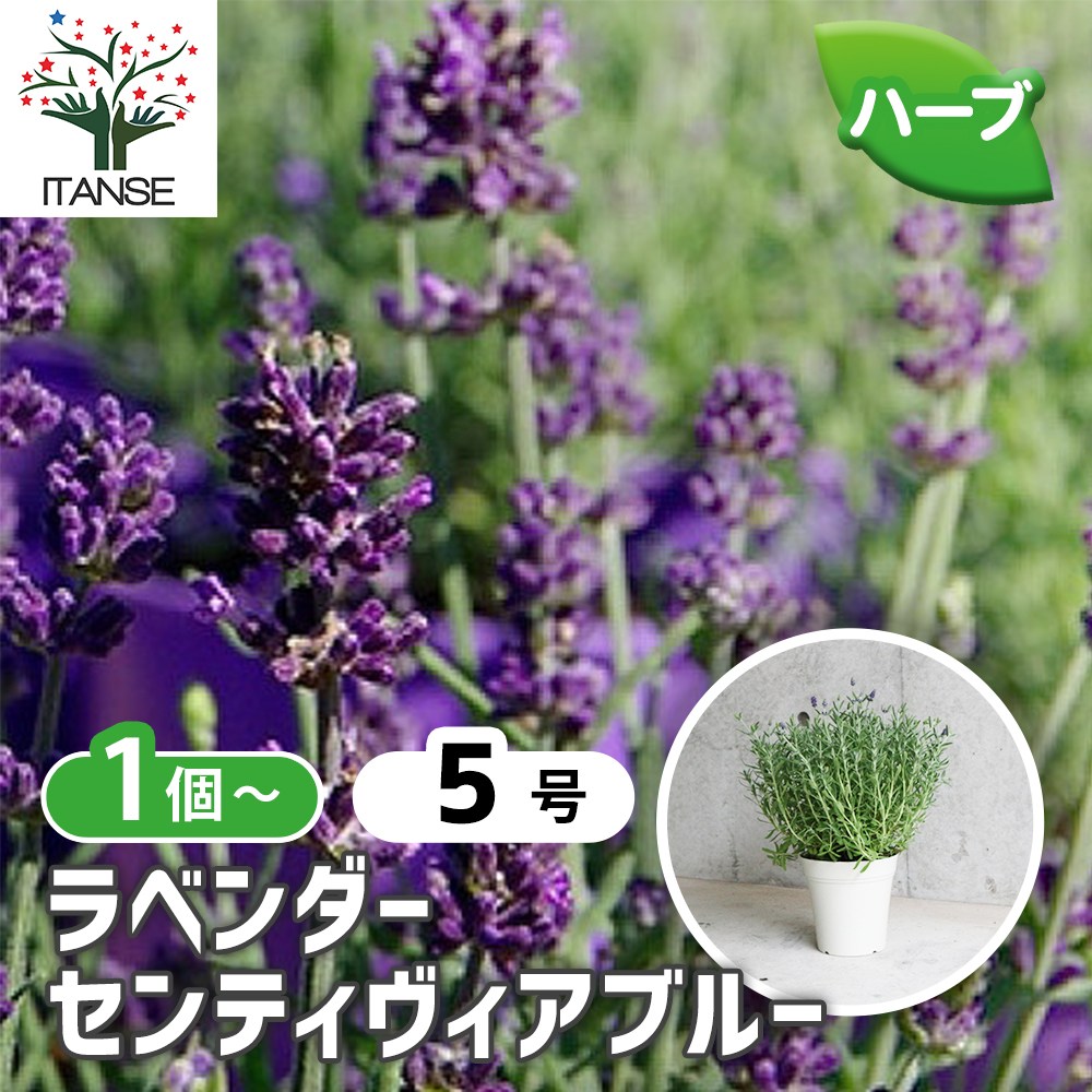 ラベンダー センティヴィアブルー【ハーブ苗5号／1個～】｜ 【植物の