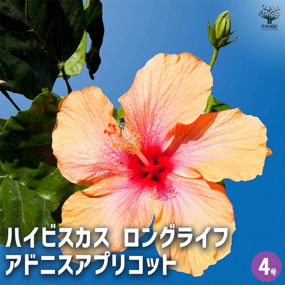 ハイビスカス ハイビスカス ロングライフ アドニスアプリコット 【花木苗 4号