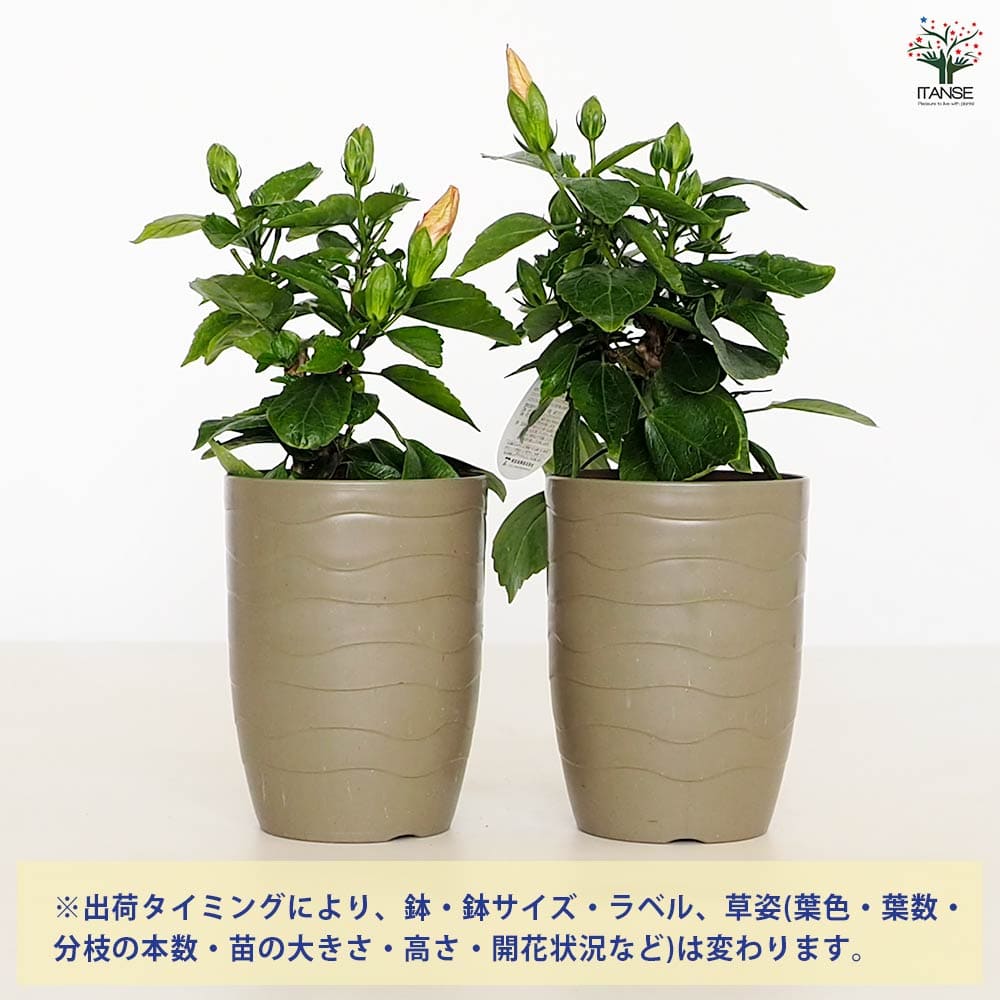 ハイビスカス ロングライフ アドニスアプリコット 【花木苗 4号