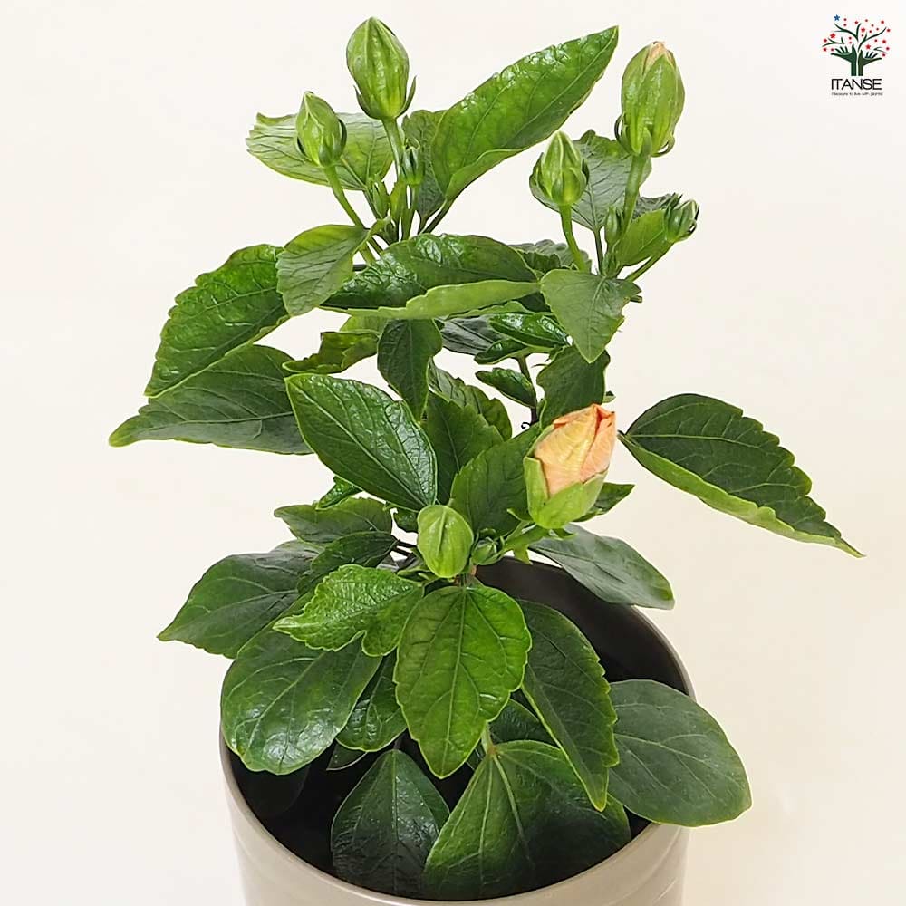 ハイビスカス ロングライフ アドニスアプリコット 【花木苗 4号