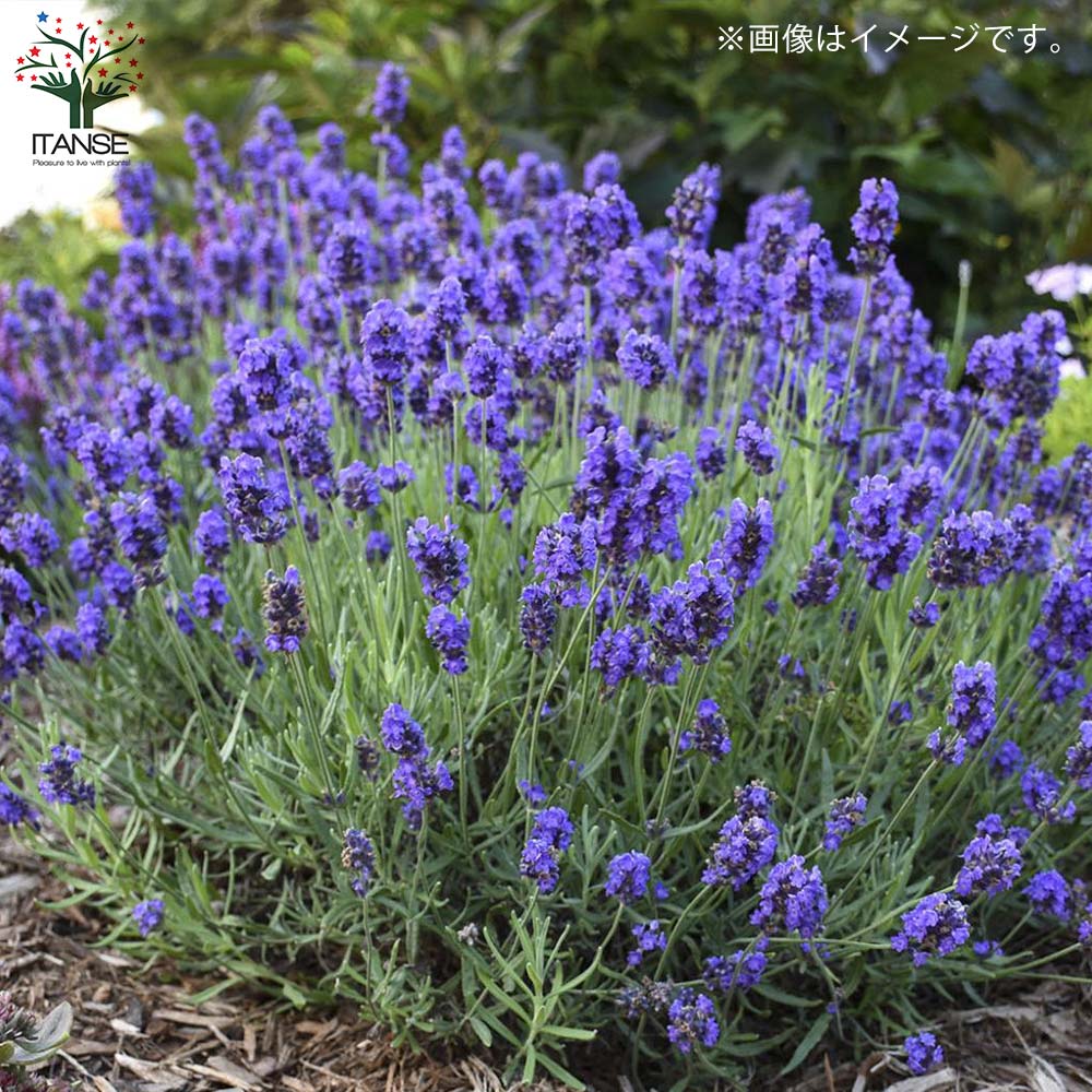 ラベンダー・センティヴィアブルー 【ハーブの苗 5号鉢／1個売り