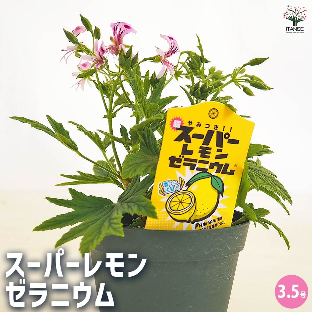 さち様　PRANAROM レモン、ゼラニウムブルボン　精油 さち様 PRANAROM レモン、ゼラニウムブルボン 精油