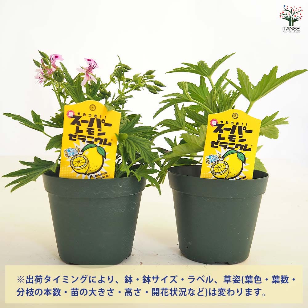 スーパーレモンゼラニウム 【ハーブの苗 3.5号】｜ 【植物の