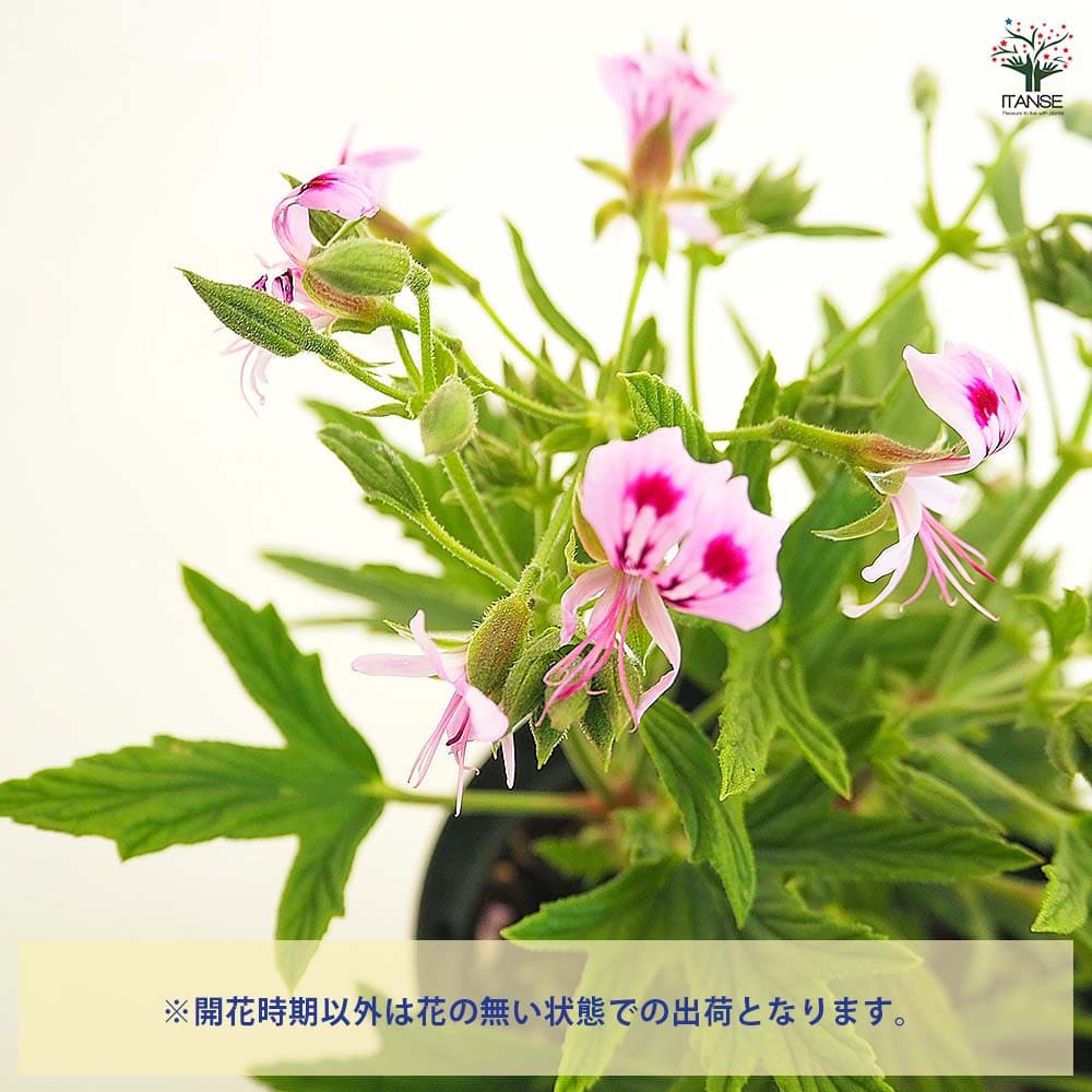 スーパーレモンゼラニウム 【ハーブの苗 3.5号】｜ 【植物の