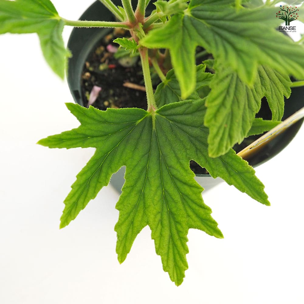 スーパーレモンゼラニウム 【ハーブの苗 3.5号】｜ 【植物の