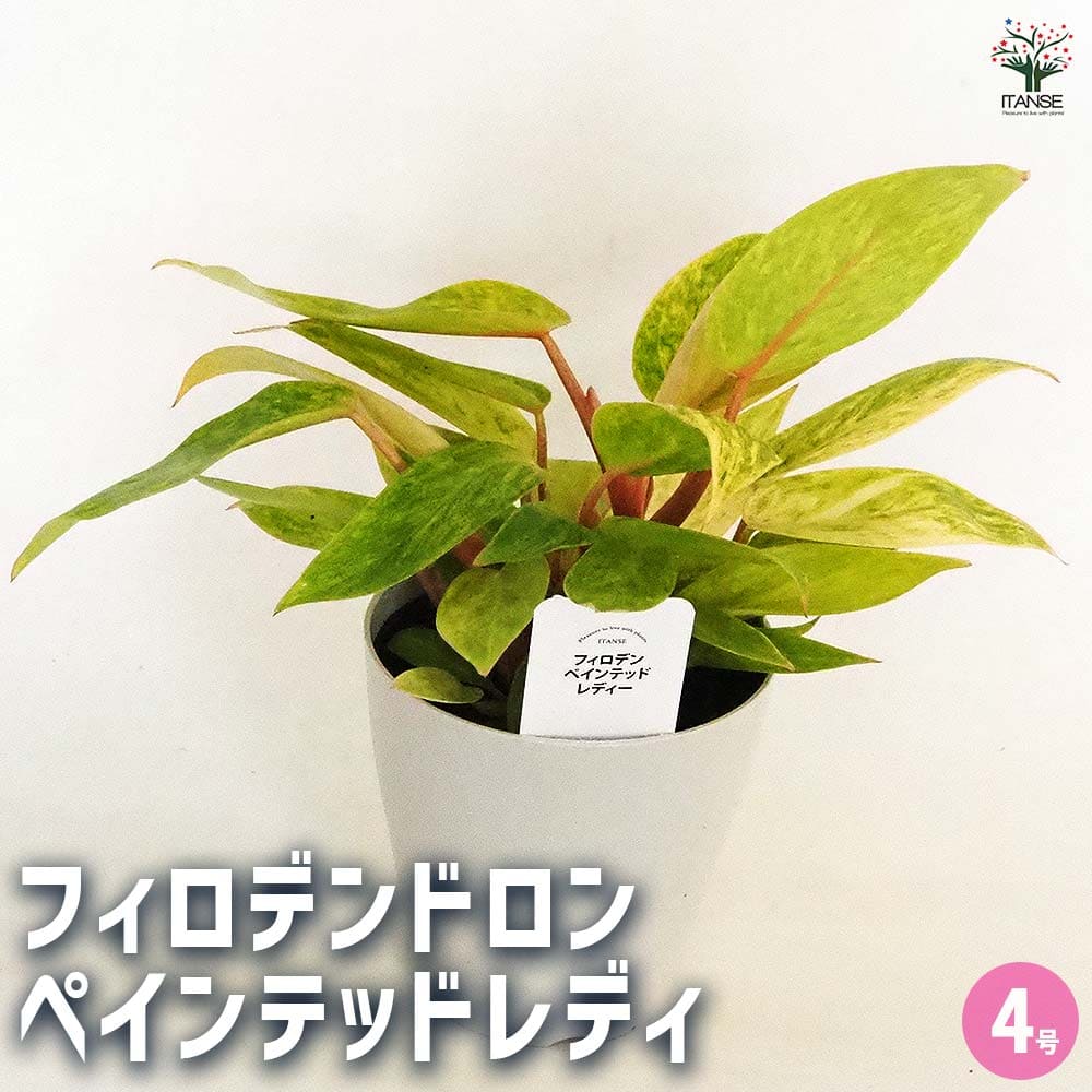 フィロデンドロン ペインテッドレディ 【観葉植物 4号】