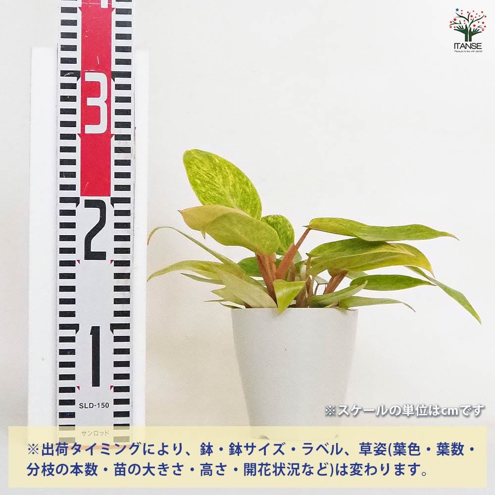 フィロデンドロン ペインテッドレディ 【観葉植物 4号】