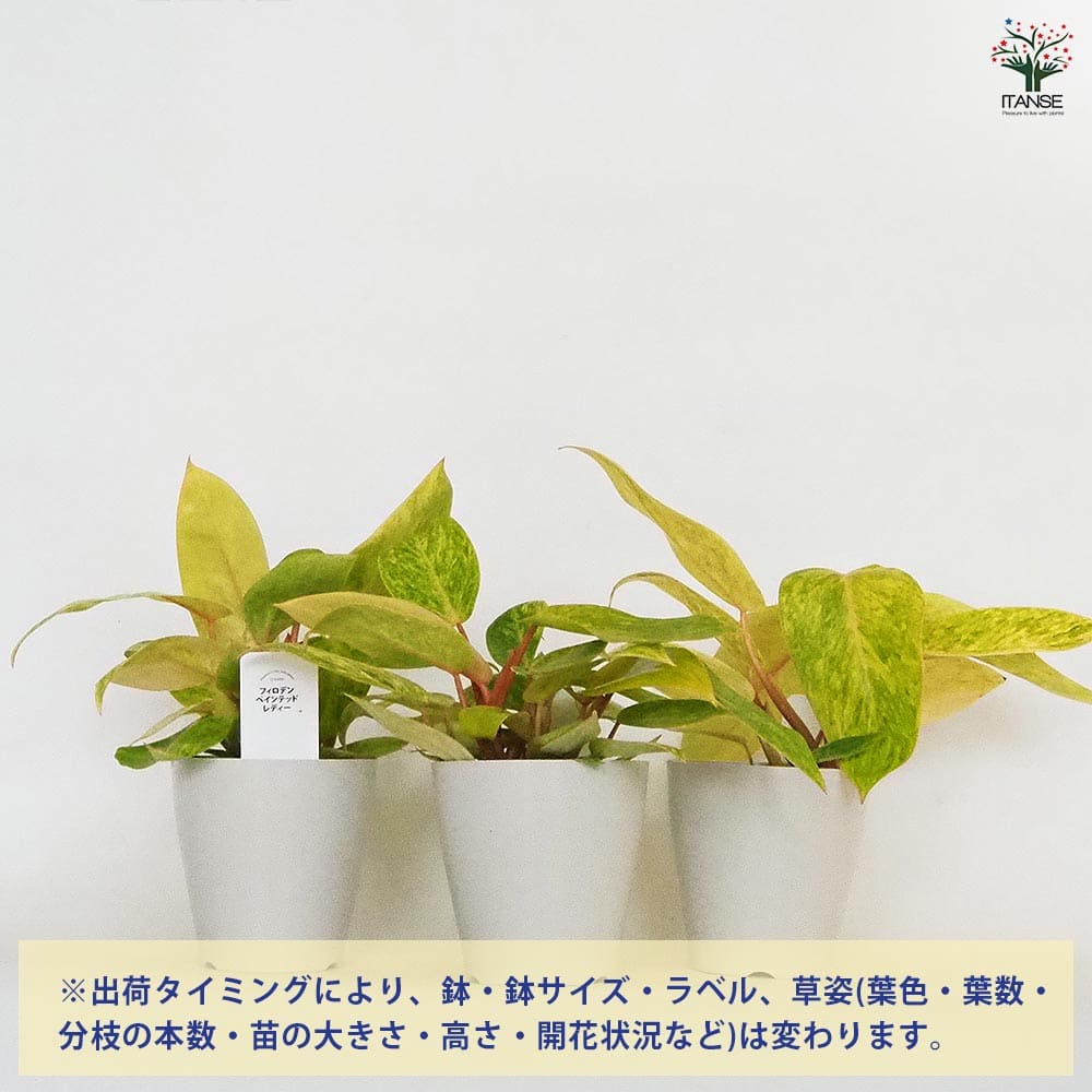 フィロデンドロン ペインテッドレディ 【観葉植物 4号】