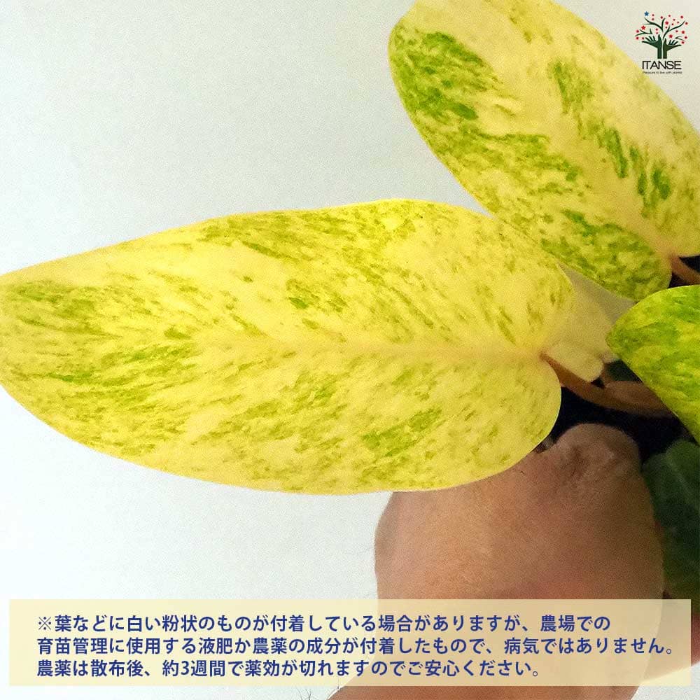 フィロデンドロン ペインテッドレディ 【観葉植物 4号】