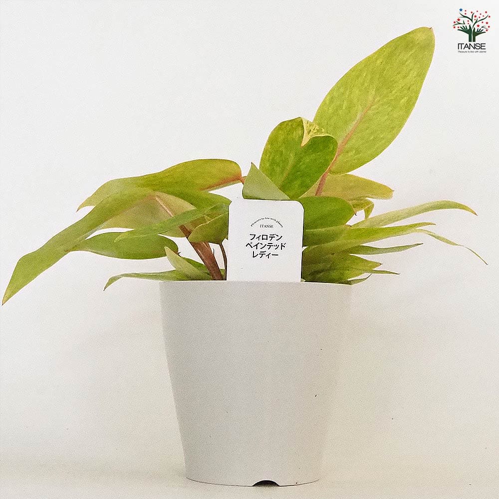 フィロデンドロン ペインテッドレディ 【観葉植物 4号】