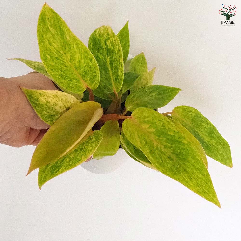 フィロデンドロン ペインテッドレディ 【観葉植物 4号】