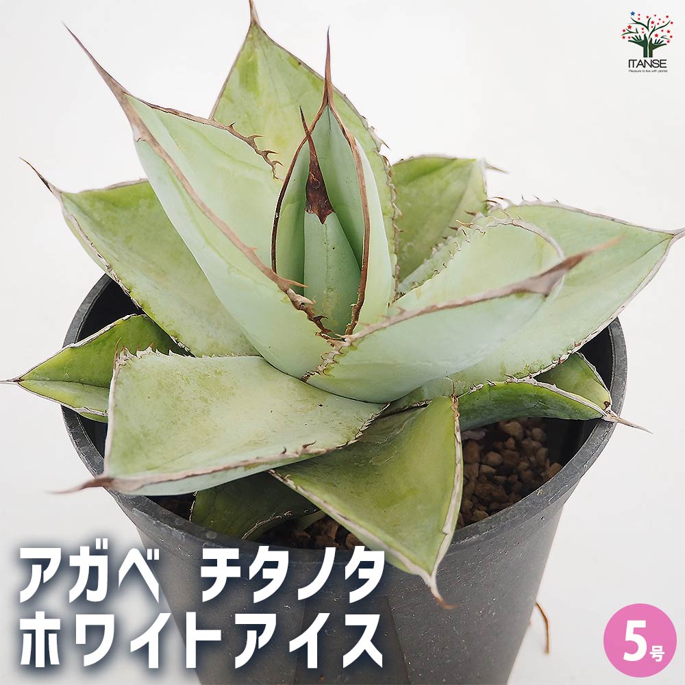 アガベ ホワイトアイス 【多肉植物 5号／1個売り】｜ 【植物の