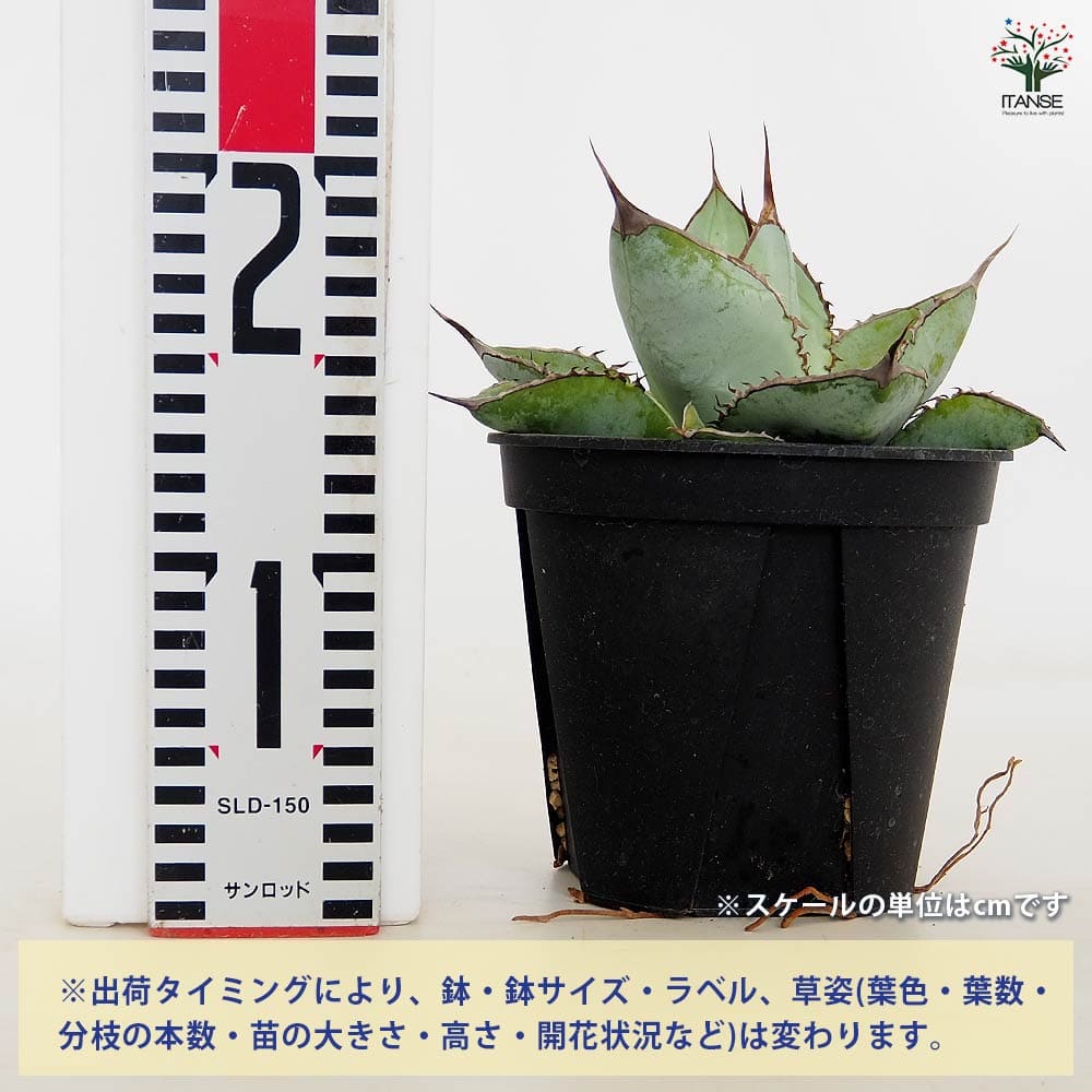 アガベ ホワイトアイス 【多肉植物 5号／1個売り】