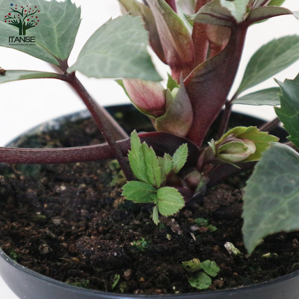 クリスマスローズ シューティングスタ－【花苗 4.5号／1個売り