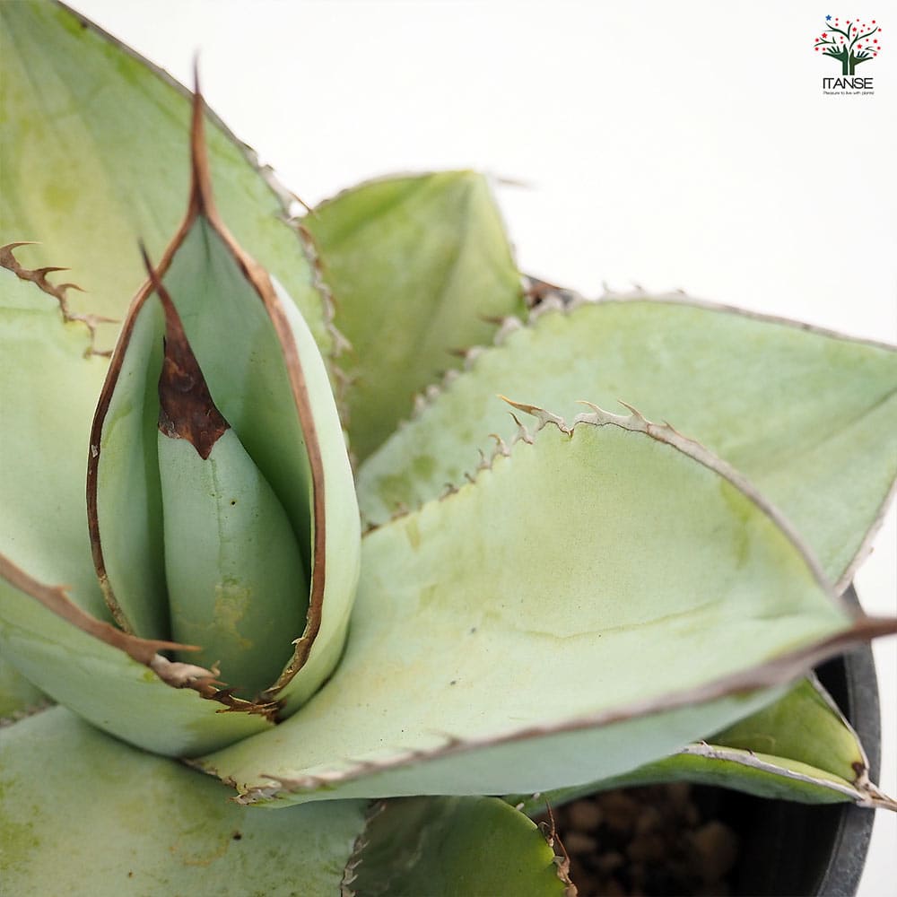 アガベ ホワイトアイス 【多肉植物 5号／1個売り】｜ 【植物の