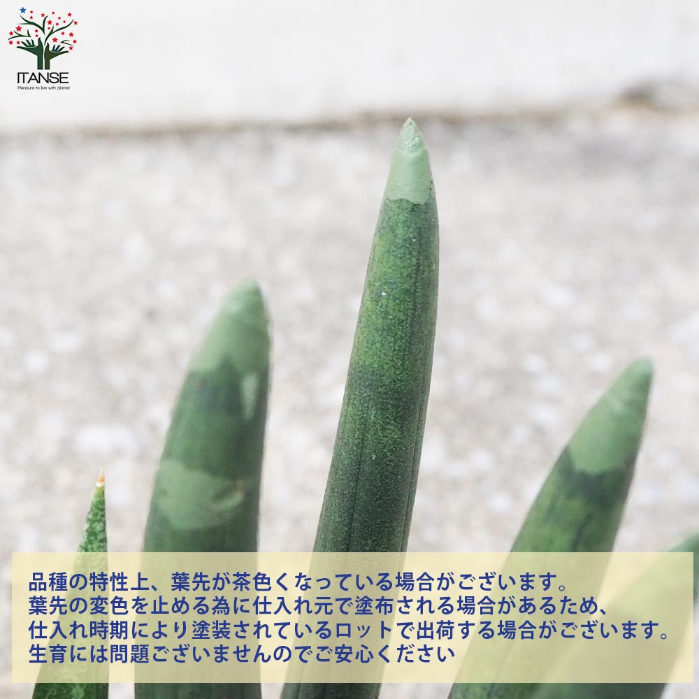 サンスベリア スタッキー【観葉植物 10号プラスチック鉢：リビングや