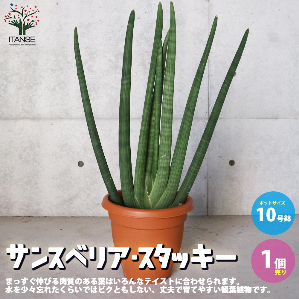 サンスベリア スタッキー【観葉植物 10号プラスチック鉢：リビングや