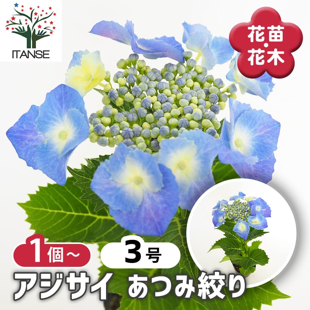 アジサイ あつみ絞り 【花木苗 3号】｜ 【植物のITANSE】全品