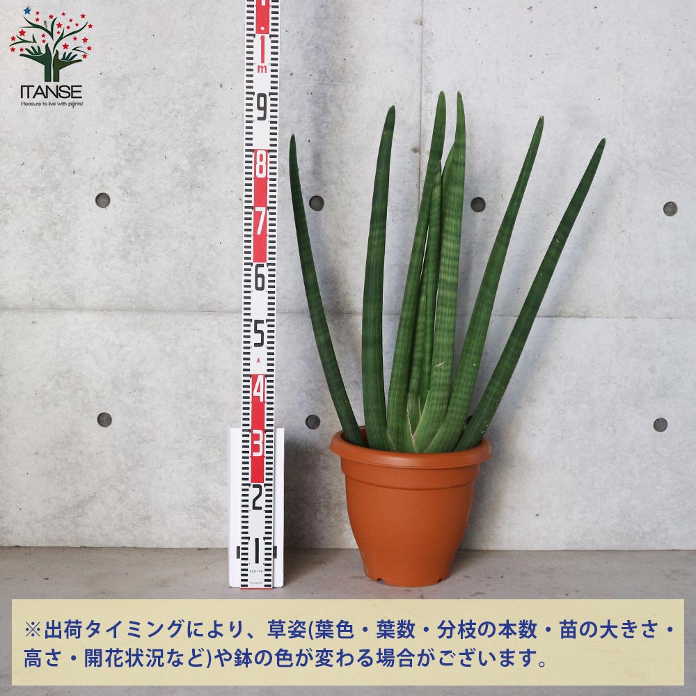 サンスベリア スタッキー【観葉植物 10号プラスチック鉢：リビングやオフィス向きサイズ／1個売り】