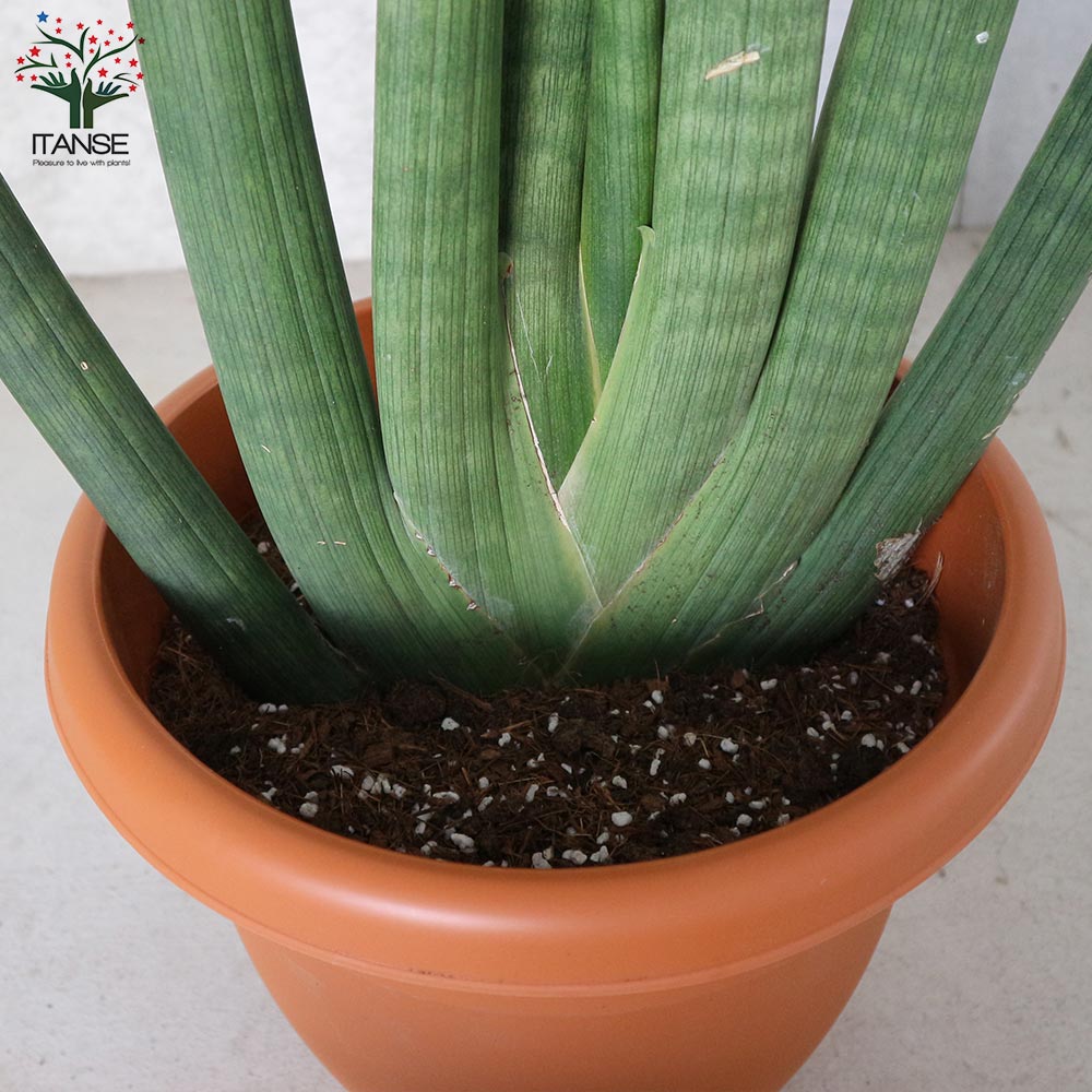 サンスベリア スタッキー　10号 サンスベリア スタッキー【観葉植物 10号プラスチック鉢：リビングや