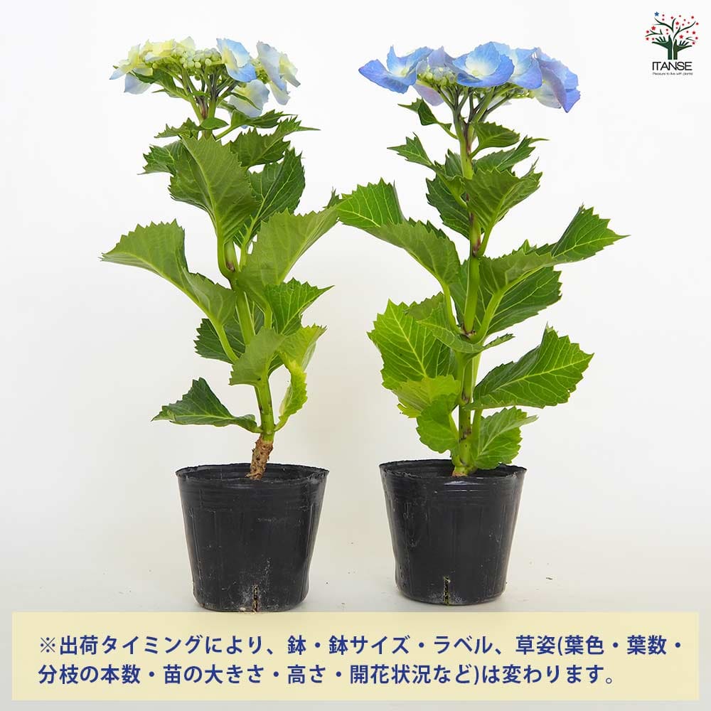 輸入アジサイ3苗　挿し木 輸入アジサイ 挿し木苗 - メルカリ