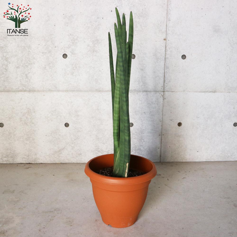 サンスベリア スタッキー【観葉植物 10号プラスチック鉢：リビングや