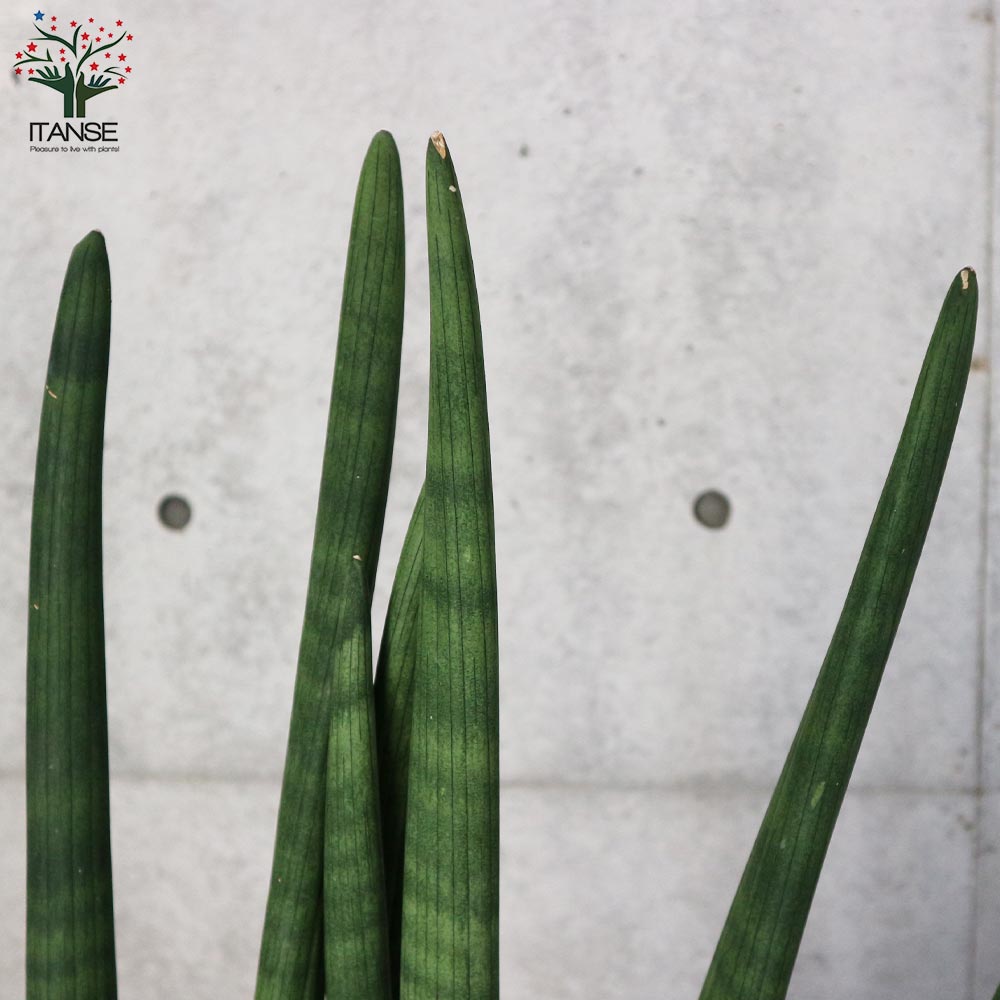 サンスベリア スタッキー【観葉植物 10号プラスチック鉢：リビングや