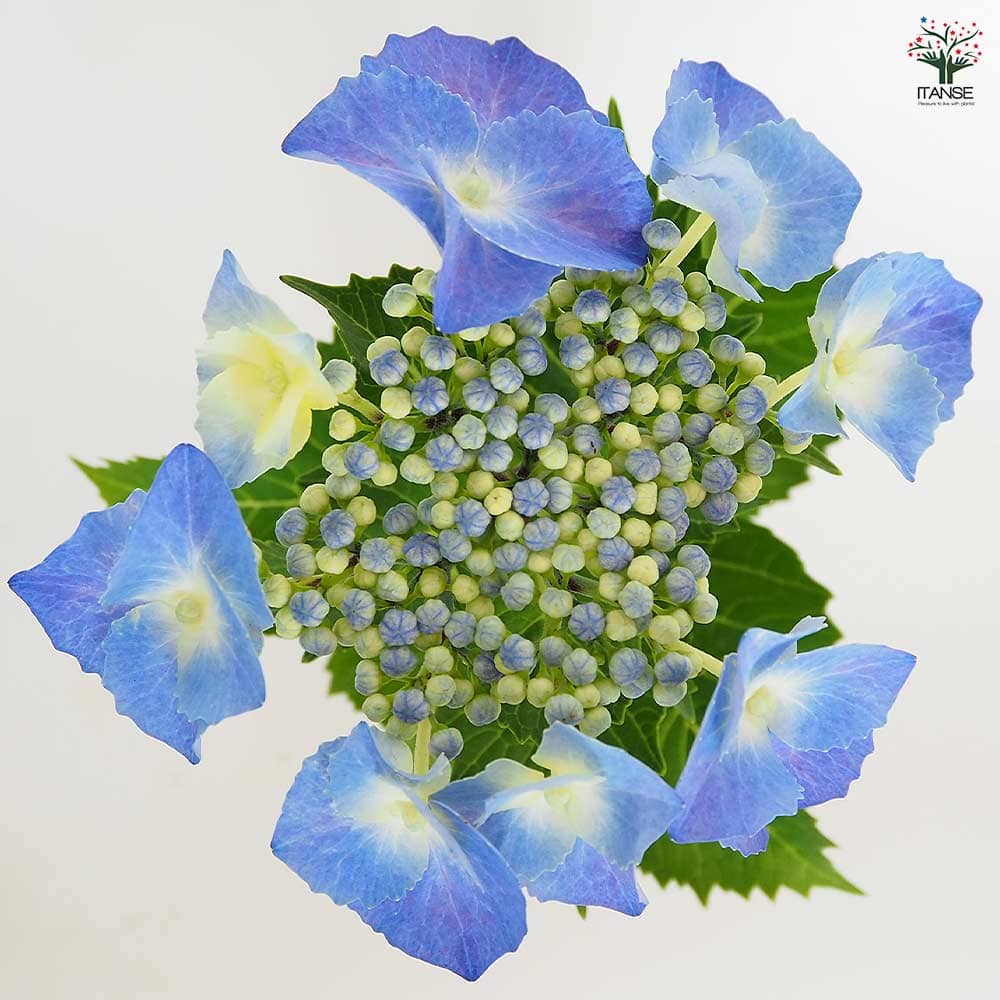 める 輸入アジサイ 苗 3種 楽天市場】【花終わり】山アジサイ苗 七変化（シチヘンゲ） 4号鉢植え