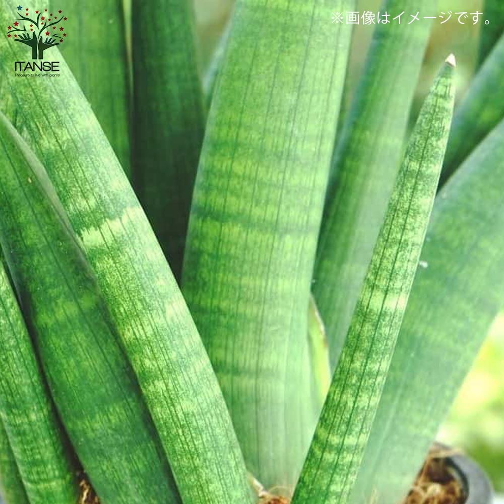 サンスベリア スタッキー【観葉植物 10号プラスチック鉢：リビングや