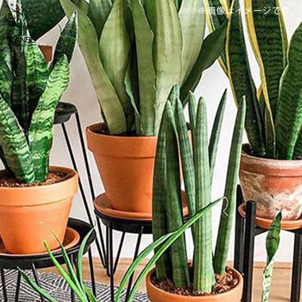サンスベリア スタッキー【観葉植物 10号プラスチック鉢：リビングや