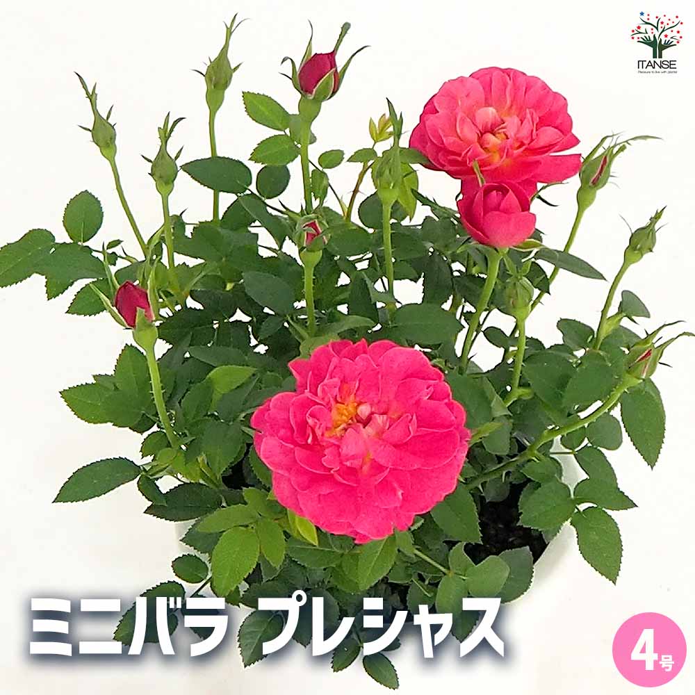 ミニ薔薇 プレシャス 【花木苗 4号】｜ 【植物のITANSE】全品