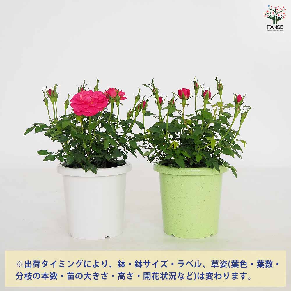 ミニ薔薇 プレシャス 【花木苗 4号】｜ 【植物のITANSE】全品