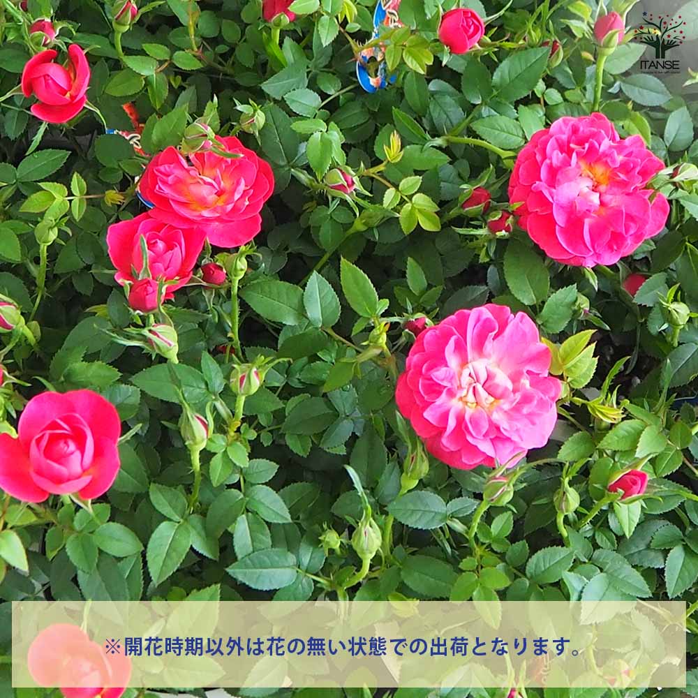 ミニ薔薇 プレシャス 【花木苗 4号】｜ 【植物のITANSE】全品