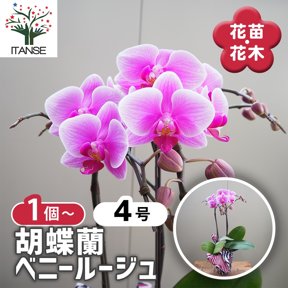 蘭花ページ 椎名洋ラン園 / お取り分けできる胡蝶蘭 シェアオーキッド MIX