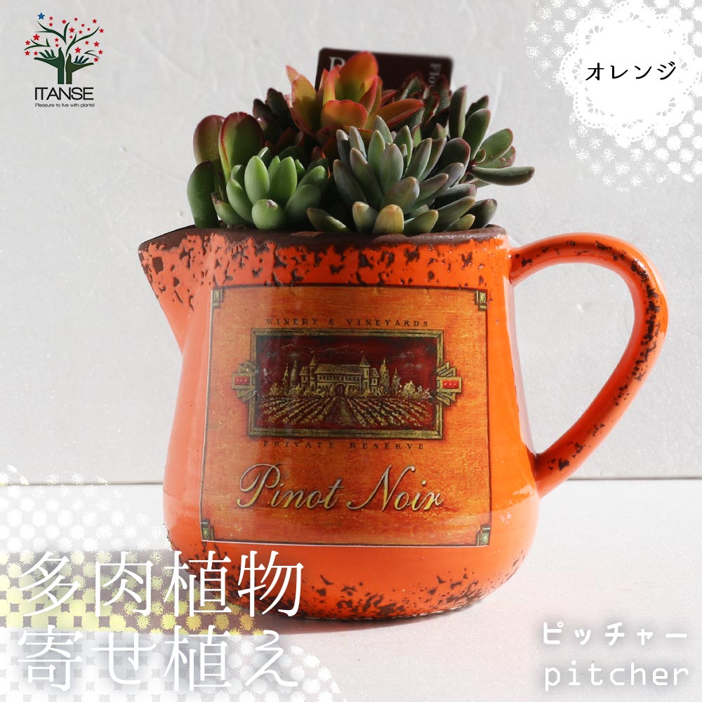多肉植物 寄せ植え・ピッチャー(オレンジ)【多肉植物 プレゼントや