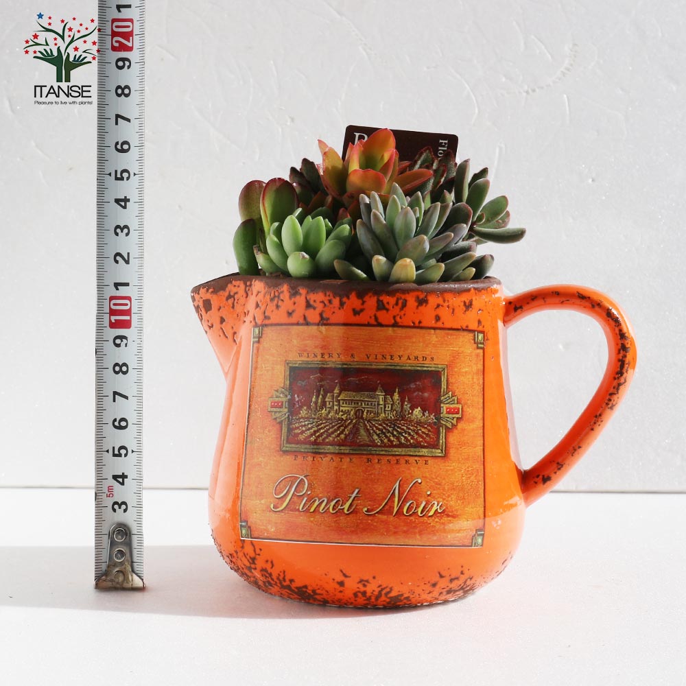 多肉植物 寄せ植え・ピッチャー(オレンジ)【多肉植物 プレゼントやリビングやオフィス向き/1個売り】