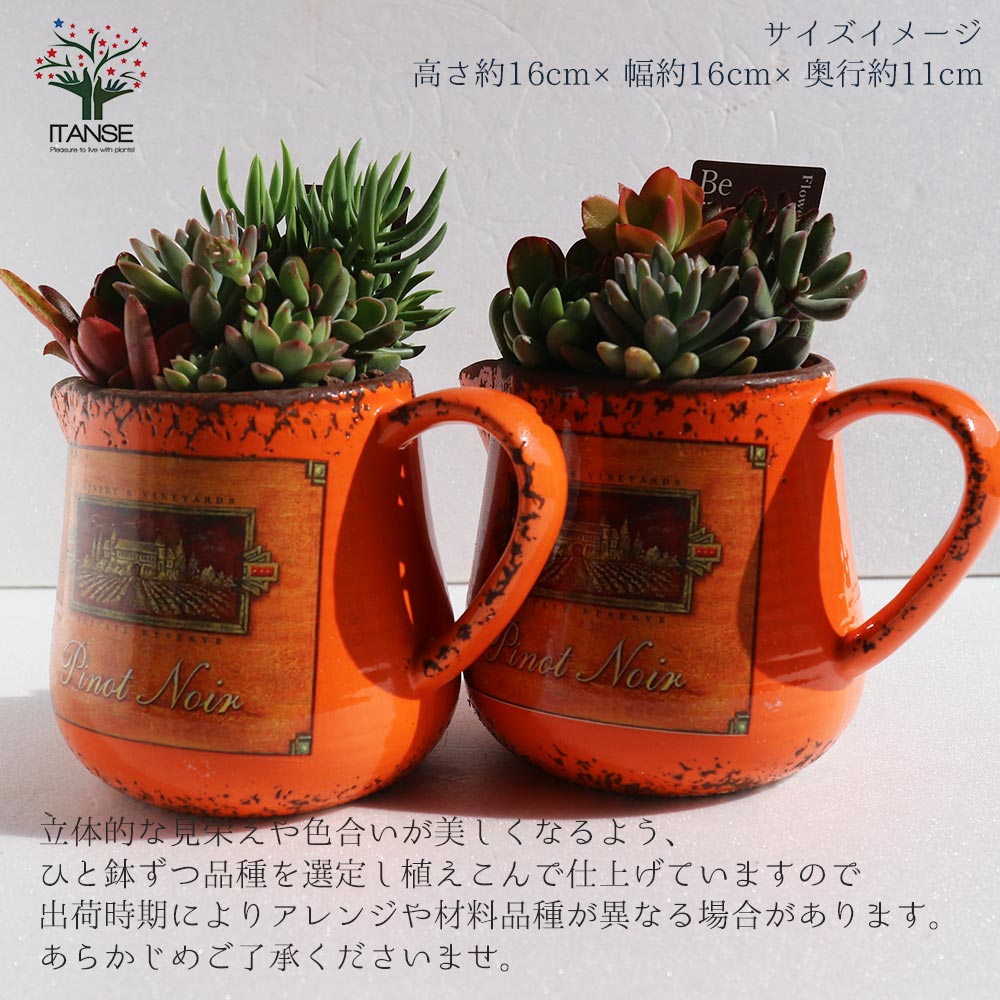 多肉植物寄せ植え　そのまま飾れる　オレンジのブリキポット♪︎* 多肉植物寄せ植え そのまま飾れる オレンジのブリキポット