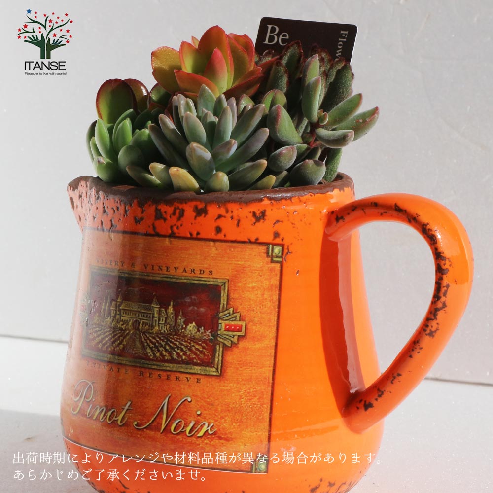 多肉植物 寄せ植え・ピッチャー(オレンジ)【多肉植物 プレゼントや