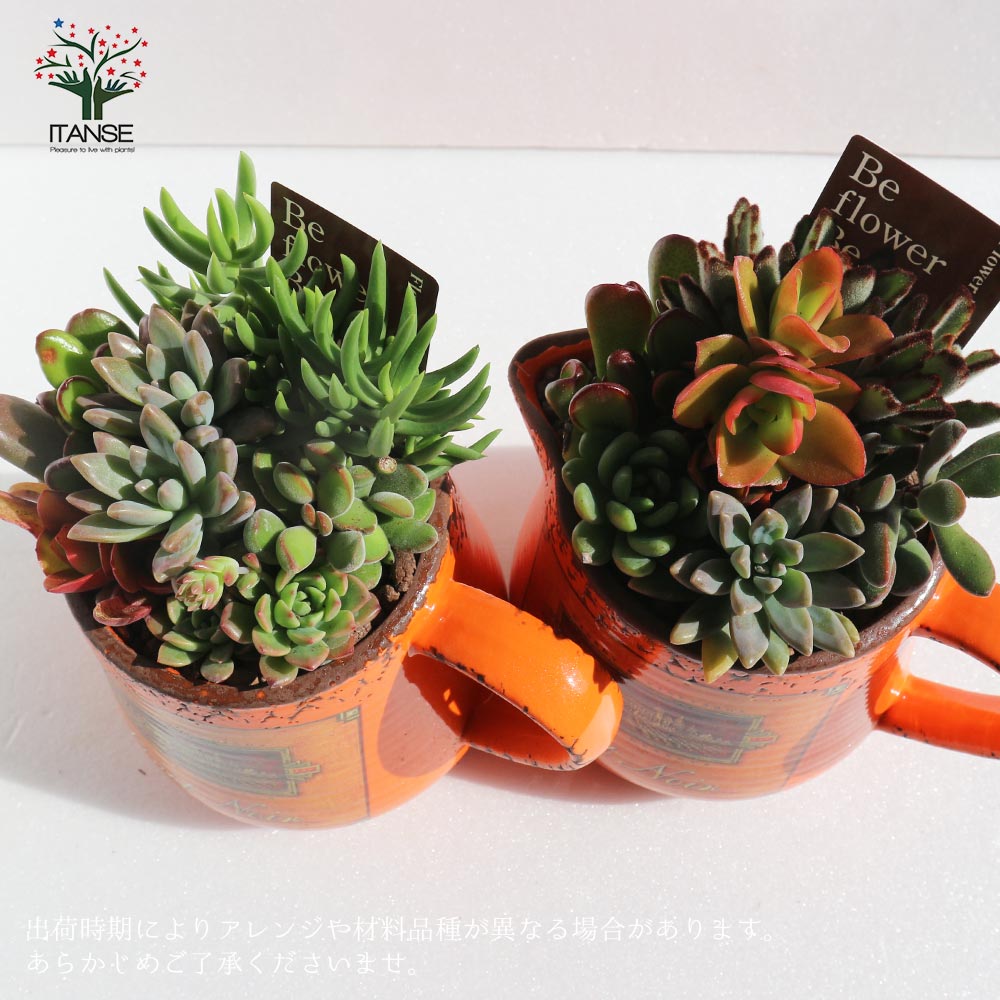 多肉植物 寄せ植え・ピッチャー(オレンジ)【多肉植物 プレゼントやリビングやオフィス向き/1個売り】