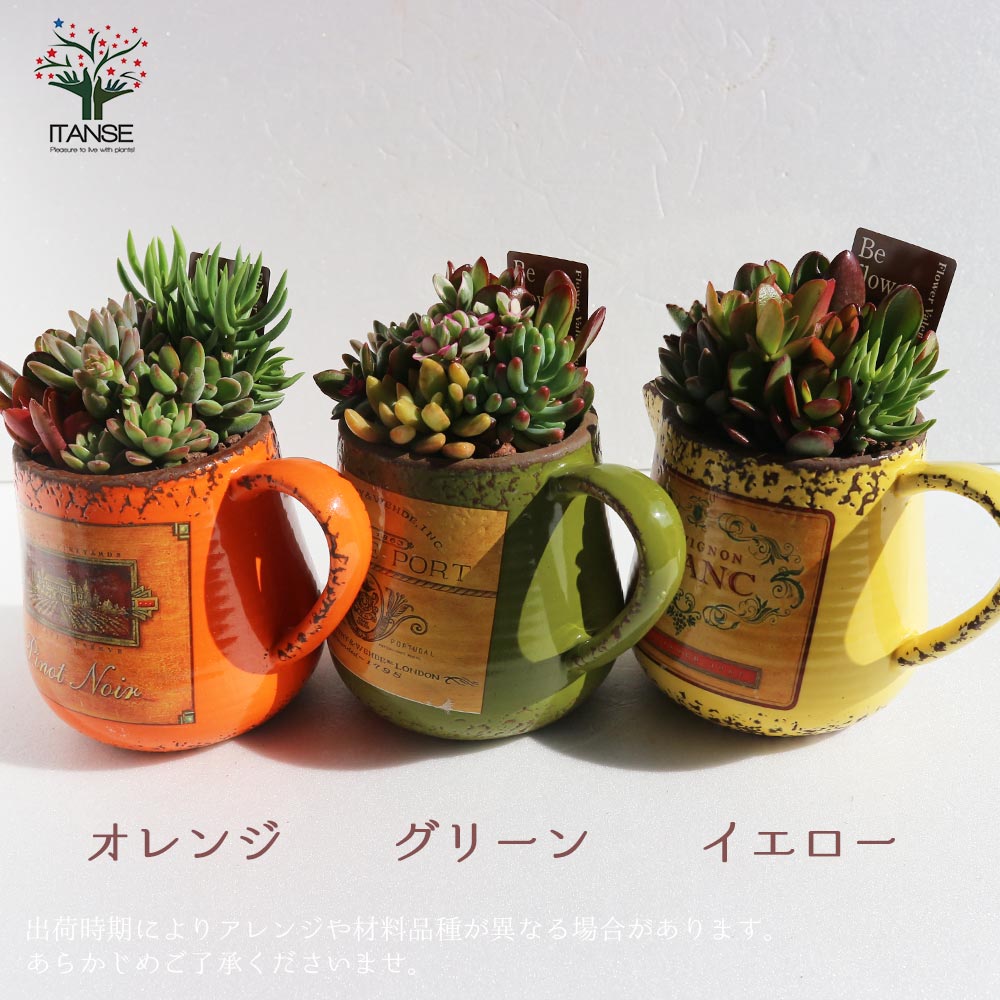 No.532 ❁オレンジライト❁ 抜き苗 多肉植物 寄せ植え No.532 ❁オレンジ