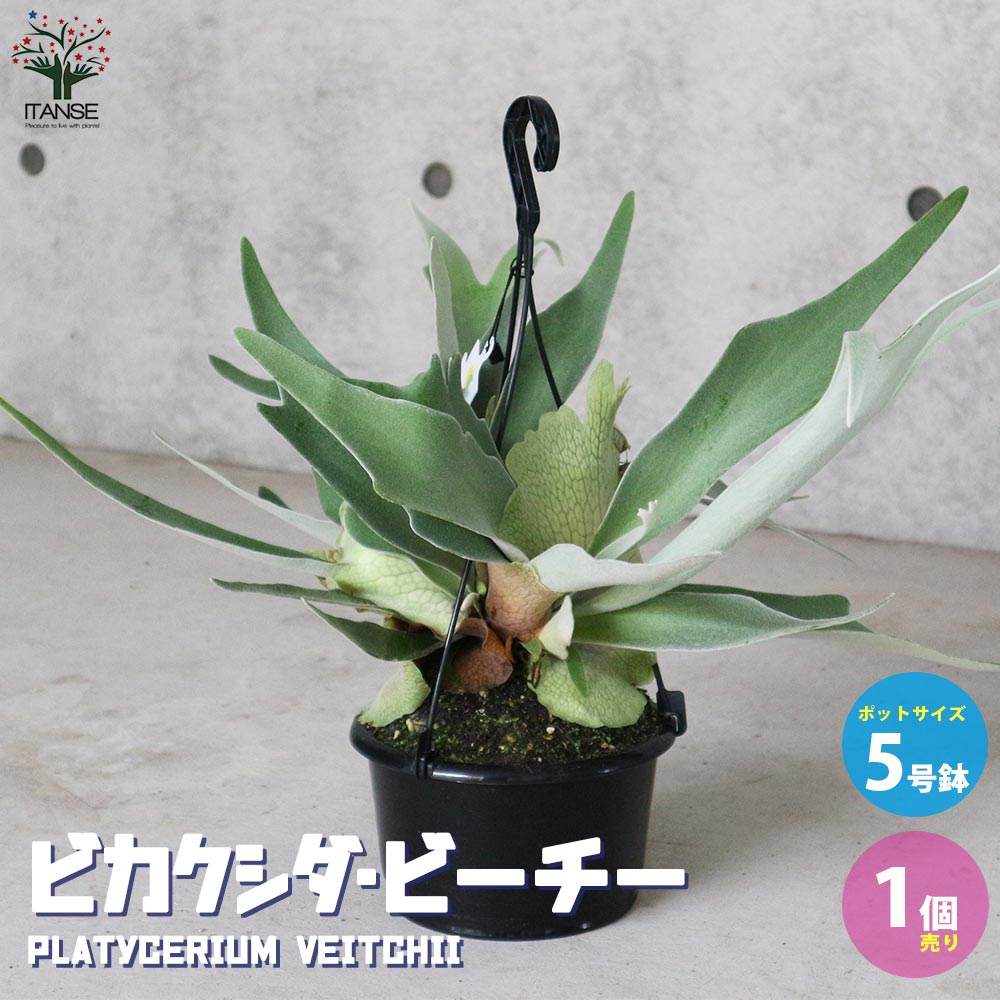 ビカクシダ(コウモリラン) 品種:ビーチー【観葉植物 吊り鉢 5号鉢・リビングやオフィスの窓辺向きサイズ/1個売り】