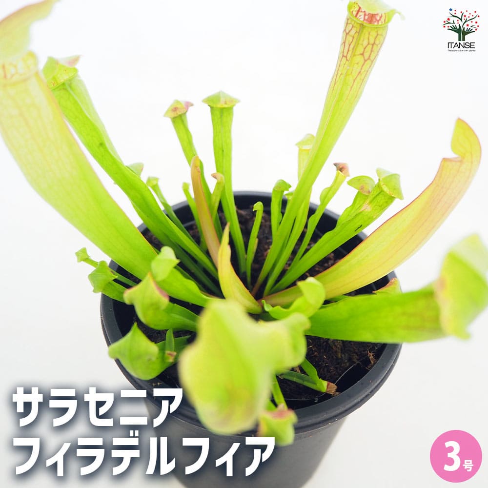 食虫植物 サラセニア フィラデルフィア 【観葉植物 3号／1個売り】