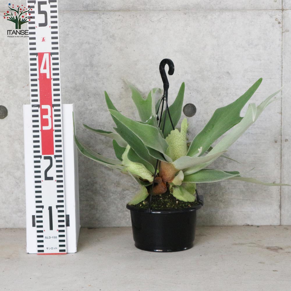 ビカクシダ(コウモリラン) 品種:ビーチー【観葉植物 吊り鉢 5号鉢・リビングやオフィスの窓辺向きサイズ/1個売り】