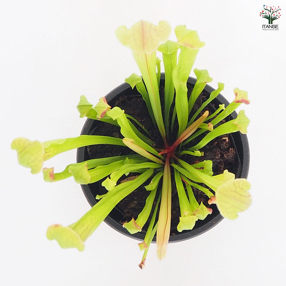 食虫植物 サラセニア フィラデルフィア 【観葉植物 3号／1個売り】