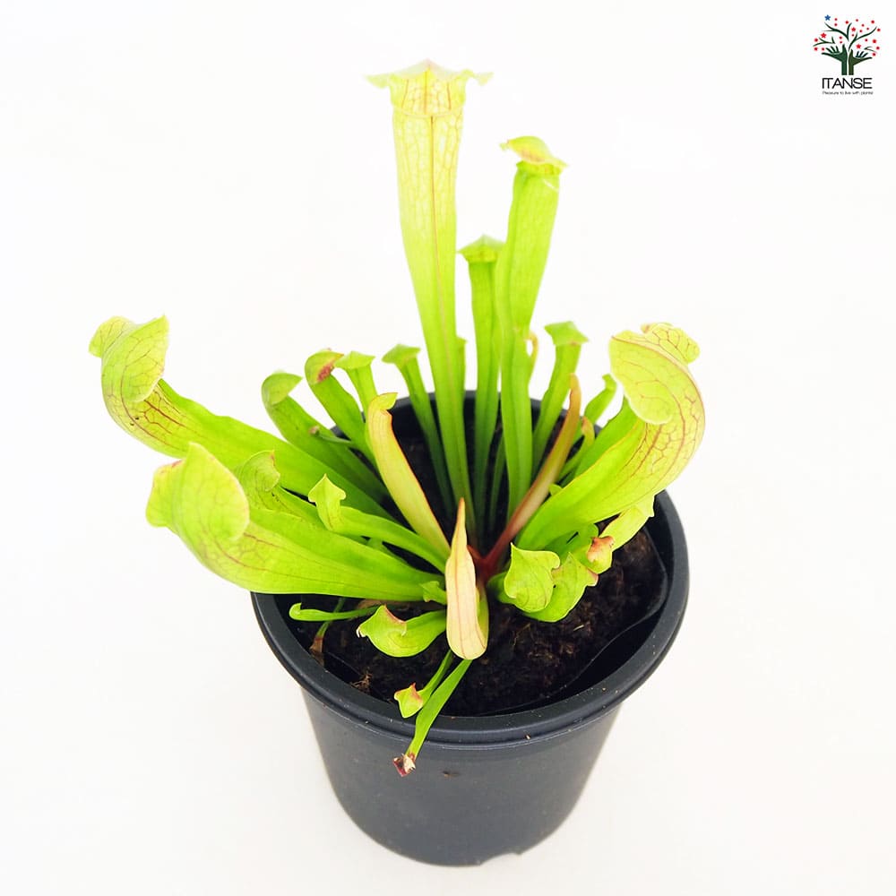 食虫植物 サラセニア フィラデルフィア 【観葉植物 3号／1個売り】