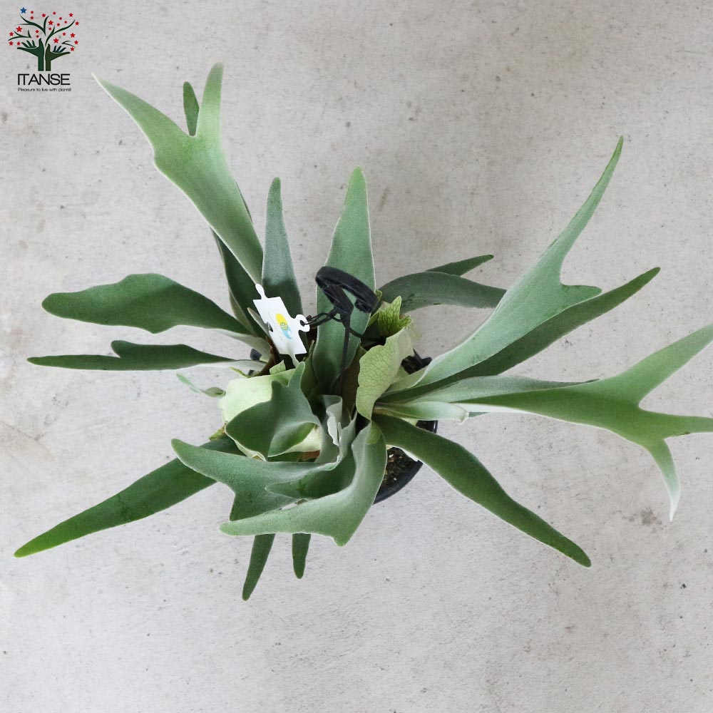 ビカクシダ(コウモリラン) 品種:ビーチー【観葉植物 吊り鉢 5号鉢・リビングやオフィスの窓辺向きサイズ/1個売り】