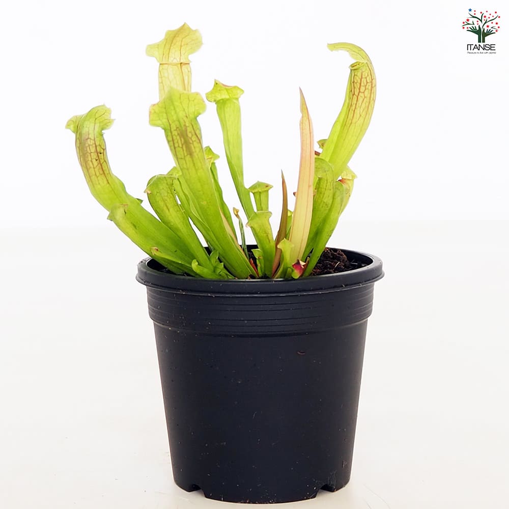 食虫植物 サラセニア フィラデルフィア 【観葉植物 3号／1個売り】
