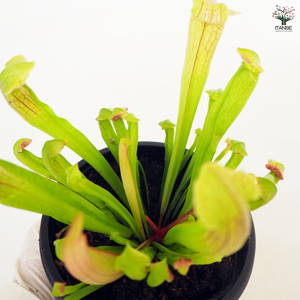 食虫植物 サラセニア フィラデルフィア 【観葉植物 3号／1個売り