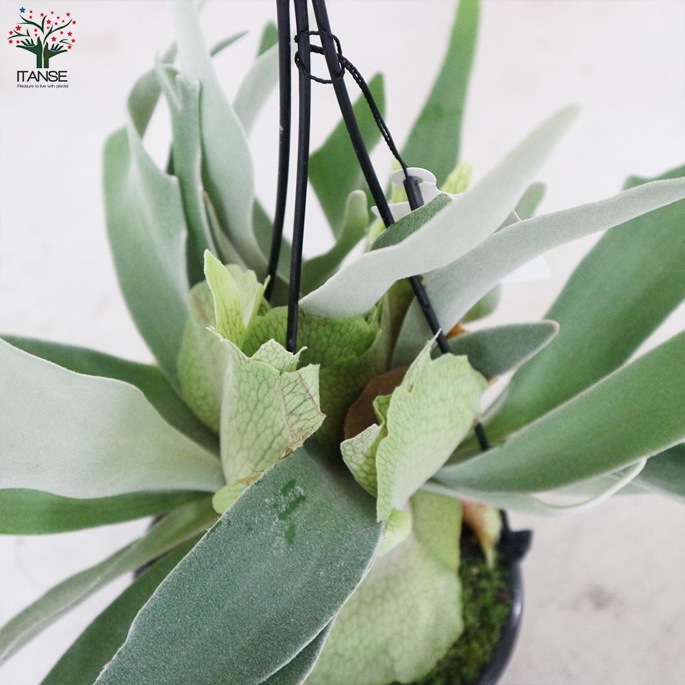 ビカクシダ(コウモリラン) 品種:ビーチー【観葉植物 吊り鉢 5号鉢・リビングやオフィスの窓辺向きサイズ/1個売り】